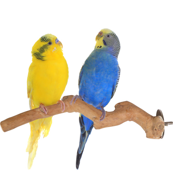 Parrot Perches Bird Cage perch java wood parrot stand for parrots Dubai bird accessories