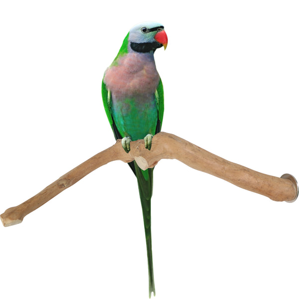 Parrot Perches Bird Cage perch java wood parrot stand for parrots Dubai bird accessories