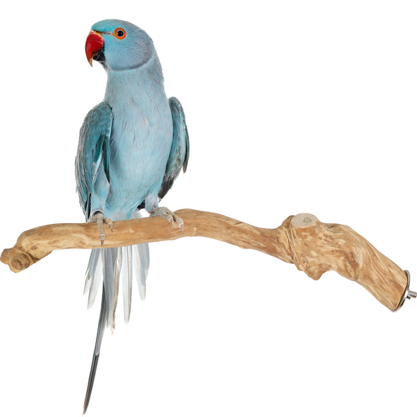 Parrot Perches Bird Cage perch java wood parrot stand for parrots Dubai bird accessories