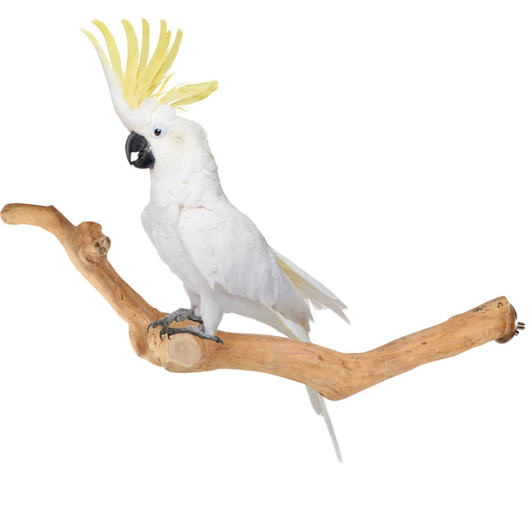 Parrot Perches Bird Cage perch java wood parrot stand for parrots Dubai bird accessories