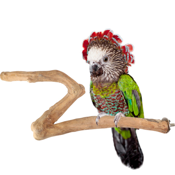 Parrot Perches Bird Cage perch java wood parrot stand for parrots Dubai bird accessories