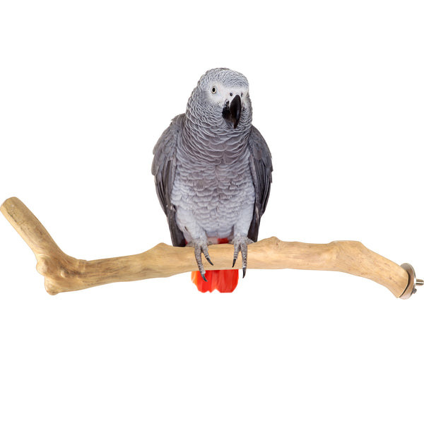 Parrot Perches Bird Cage perch java wood parrot stand for parrots Dubai bird accessories