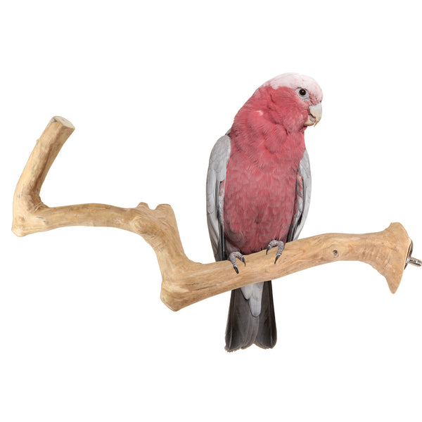 Parrot Perches Bird Cage perch java wood parrot stand for parrots Dubai bird accessories