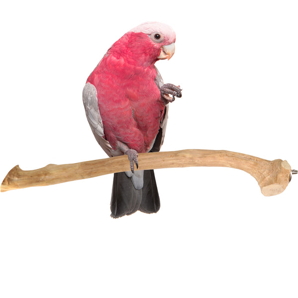 Parrot Perches Bird Cage perch java wood parrot stand for parrots Dubai bird accessories