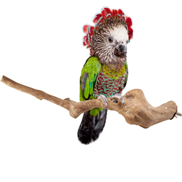 Parrot Perches Bird Cage perch java wood parrot stand for parrots Dubai bird accessories