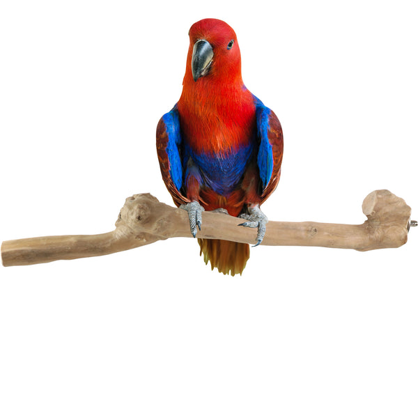 Parrot Perches Bird Cage perch java wood parrot stand for parrots Dubai bird accessories