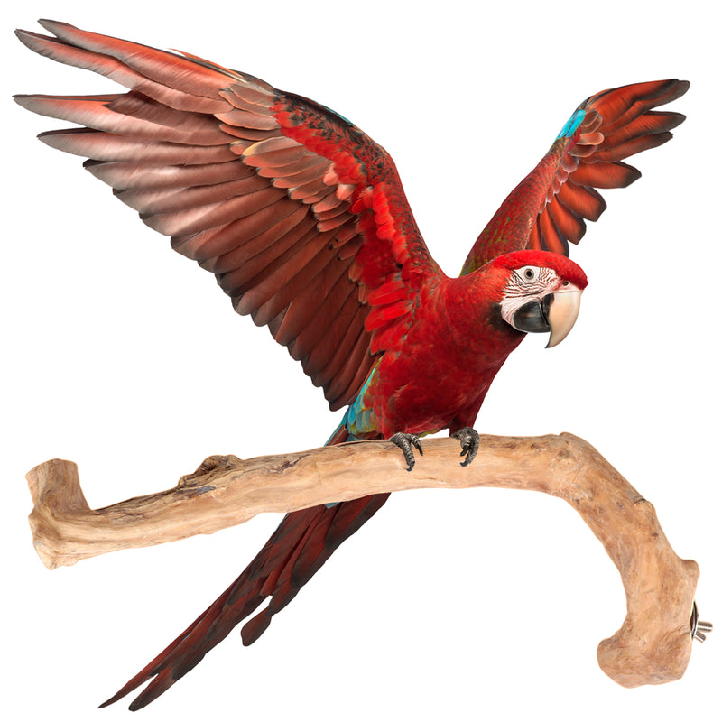 Parrot Perches Bird Cage perch java wood parrot stand for parrots Dubai bird accessories