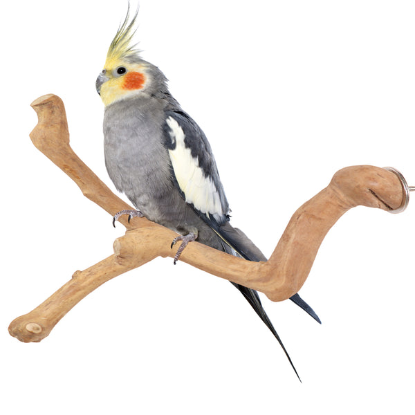 Parrot Perches Bird Cage perch java wood parrot stand for parrots Dubai bird accessories