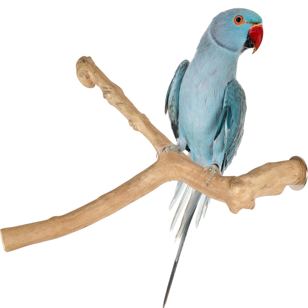 Parrot Perches Bird Cage perch java wood parrot stand for parrots Dubai bird accessories