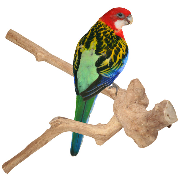 Parrot Perches Bird Cage perch java wood parrot stand for parrots Dubai bird accessories