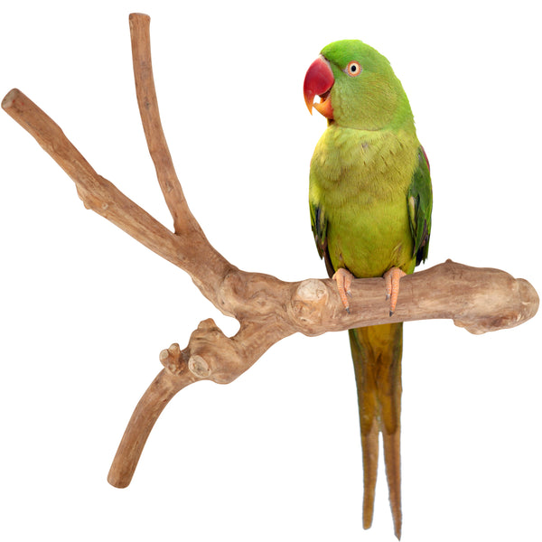 Parrot Perches Bird Cage perch java wood parrot stand for parrots Dubai bird accessories