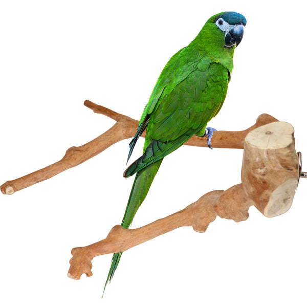 Parrot Perches Bird Cage perch java wood parrot stand for parrots Dubai bird accessories