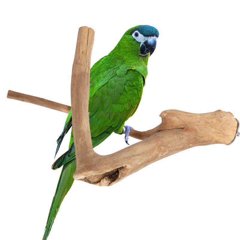 Parrot Perches Bird Cage perch java wood parrot stand for parrots Dubai bird accessories