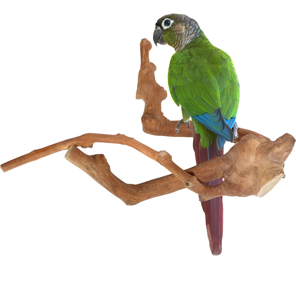 Parrot Perches Bird Cage perch java wood parrot stand for parrots Dubai bird accessories