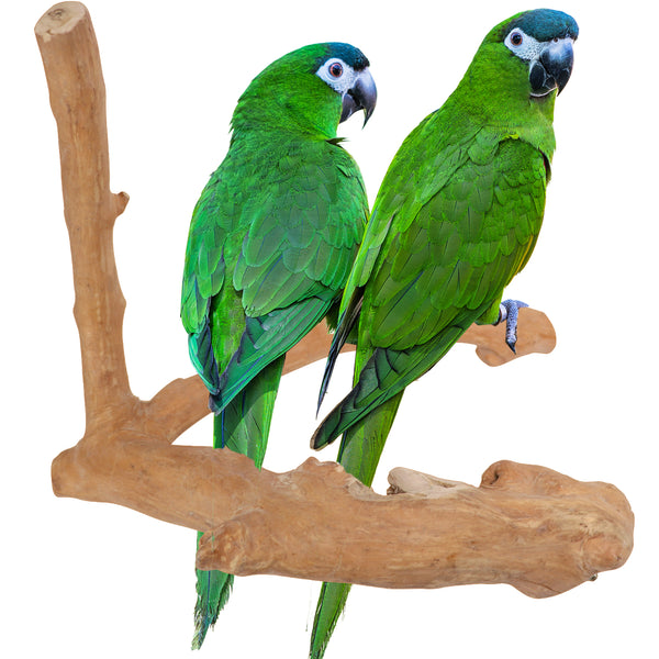 Parrot Perches Bird Cage perch java wood parrot stand for parrots Dubai bird accessories